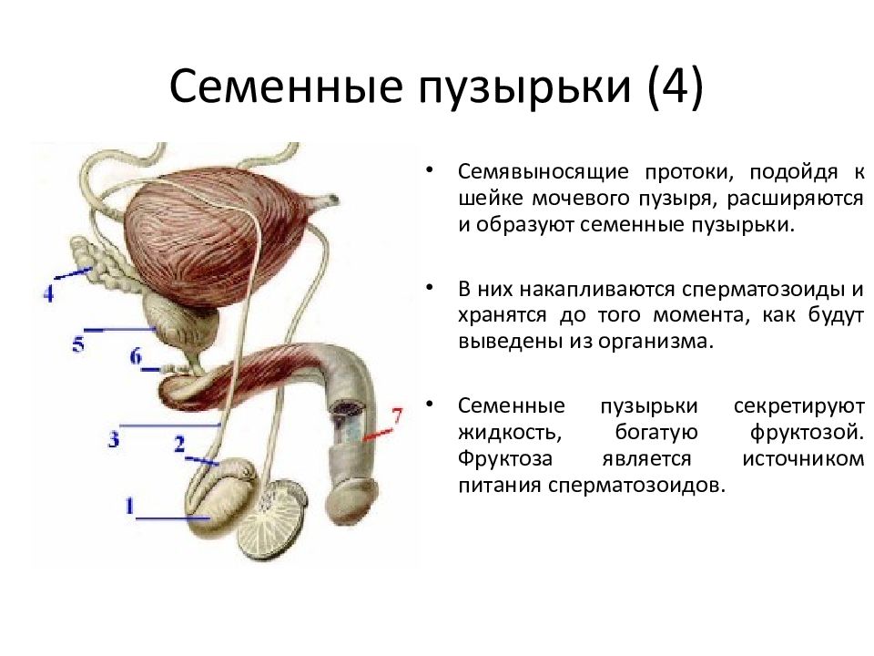 Семенные пузырьки картинки