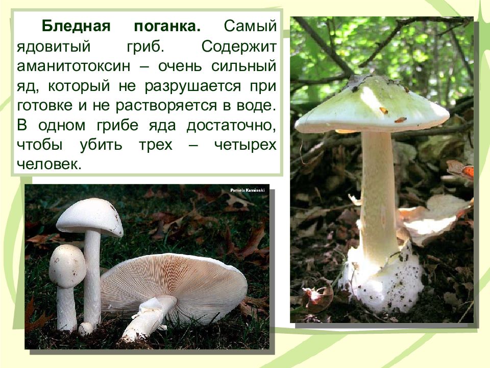 Ядовитые вещества грибы. Яд бледной поганки. Бледная поганкам царство. Бледная поганка гриб царство грибов. Что содержится в бледной поганке.