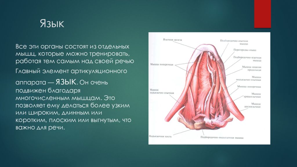 Голосовой отдел включает