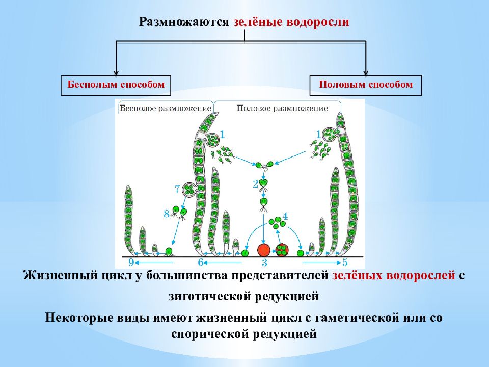 Стадии жизненного цикла зеленых водорослей. Chlorophyta отдел зелёные водоросли. Размножение зеленых водорослей. Зеленые водоросли презентация. Жизненный цикл зеленых водорослей.