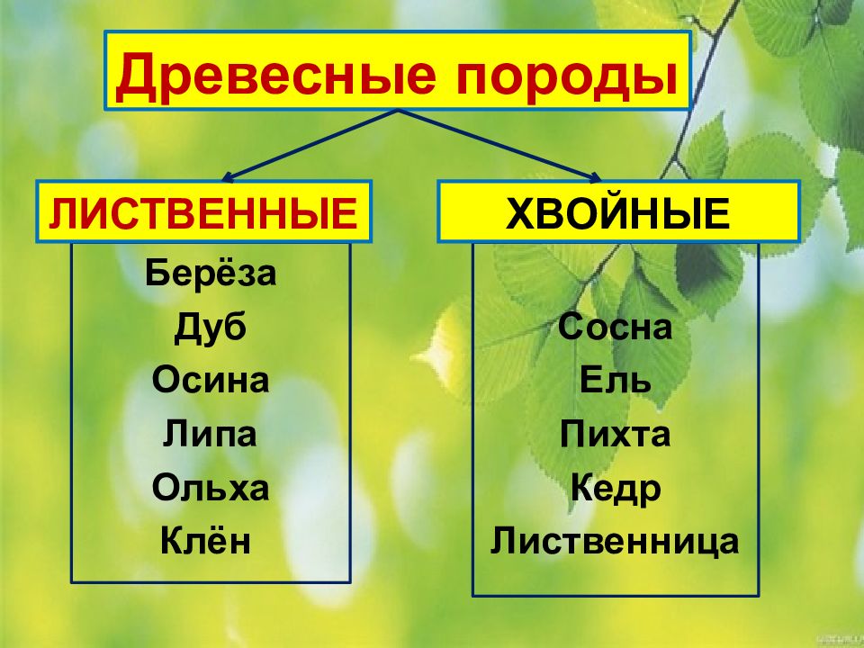 5 хвойных пород. Хвойные и лиственные породы деревьев. Таблица хвойные и лиственные деревья. Породы древесины 5 класс. Перечислить лиственные и хвойные породы деревьев.