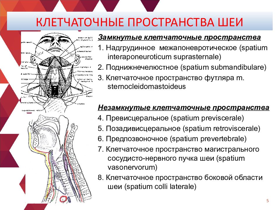 Фасции и клетчаточные пространства шеи схема