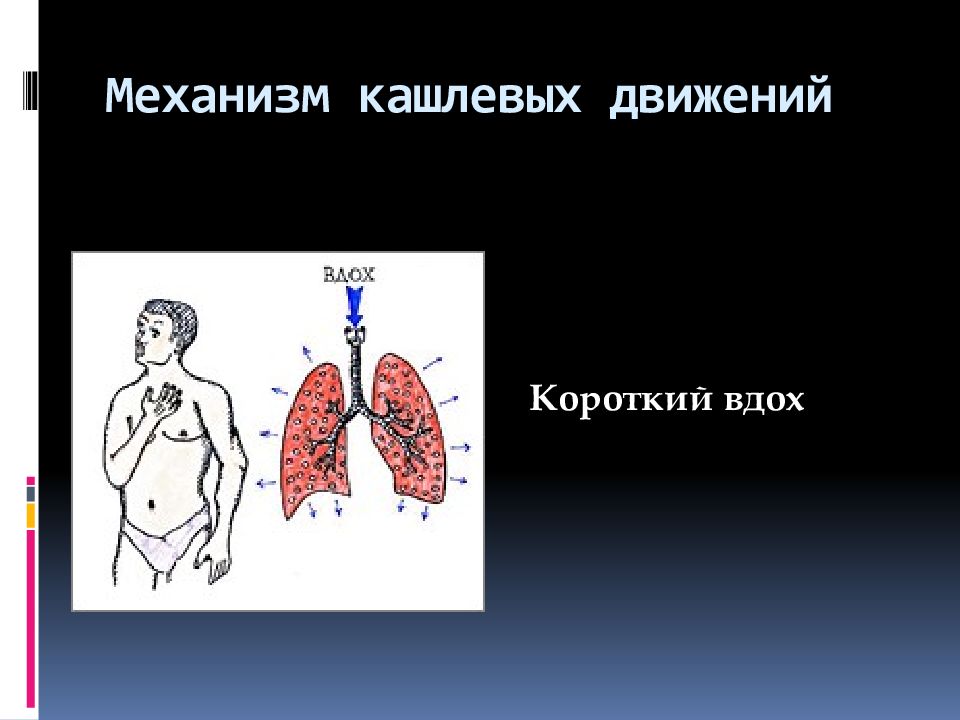 Обследование больных с заболеваниями органов дыхания презентация