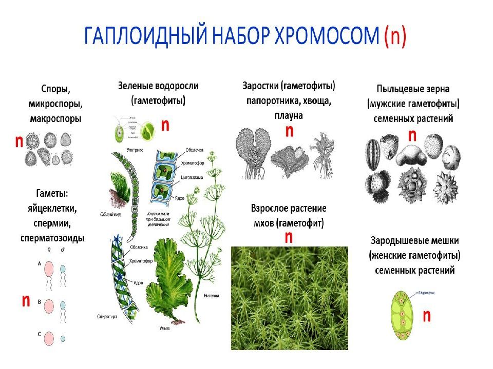 Жизненные циклы растений презентация