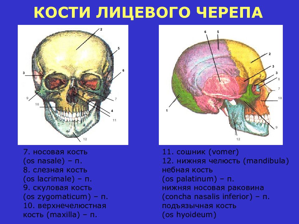 К какому отделу черепа относится скуловая кость. Кости лицевого отдела черепа. Перечислите кости лицевого отдела черепа. Кости лицевого отдела черепа анатомия. Лицевой отдел черепа кости сошник.