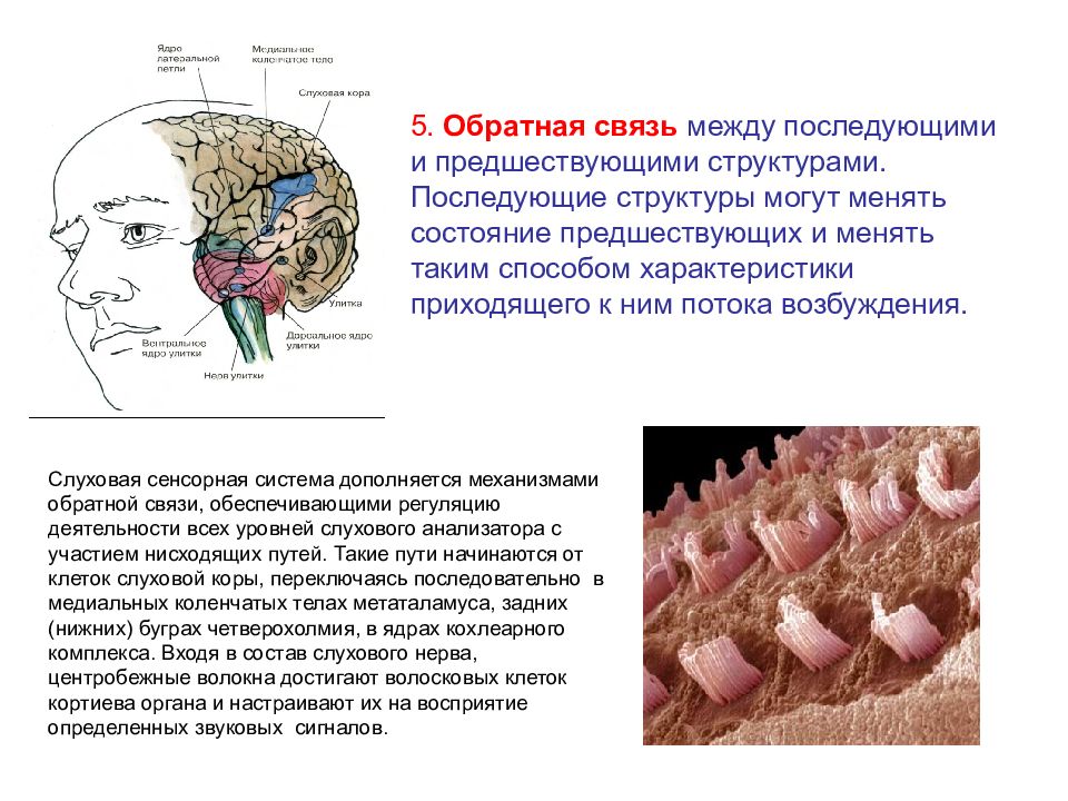 Тактильный строение. Принцип обратной связи сенсорной системы. Общие принципы строения сенсорных систем. Сенсорная система анатомия. Принцип кортикализации сенсорных систем.