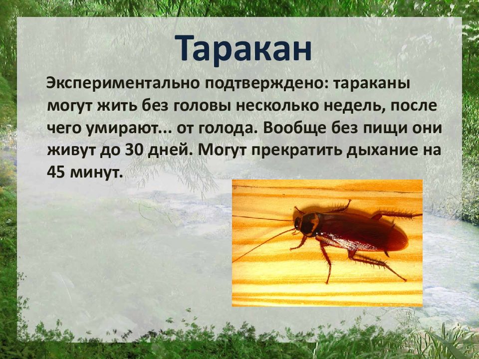 Таракан живет без воды. Презентация на тему насекомые таракан. Таракан может прожить без головы. Тараканы могут жить без головы. Интересные факты про тараканов.