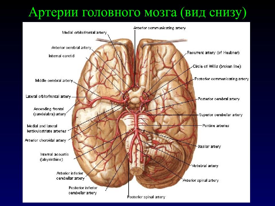 Мозговые артерии латынь. Артерии головного мозга вид снизу. Головной мозг вид снизу. Артерии головного могза. Соединительные артерии головного мозга.