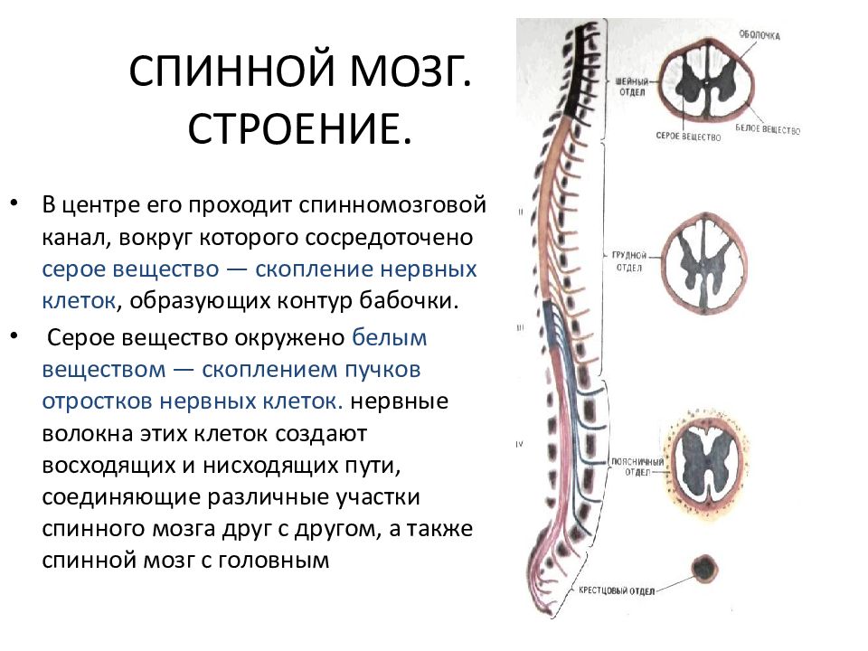 Расскажите о спинном мозге используя следующий план форма длина масса расположение