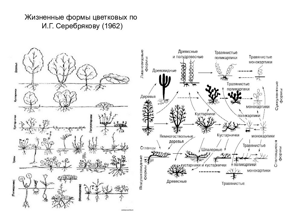 Используя рисунок на с 83 учебника назовите основные жизненные формы покрытосеменных растений