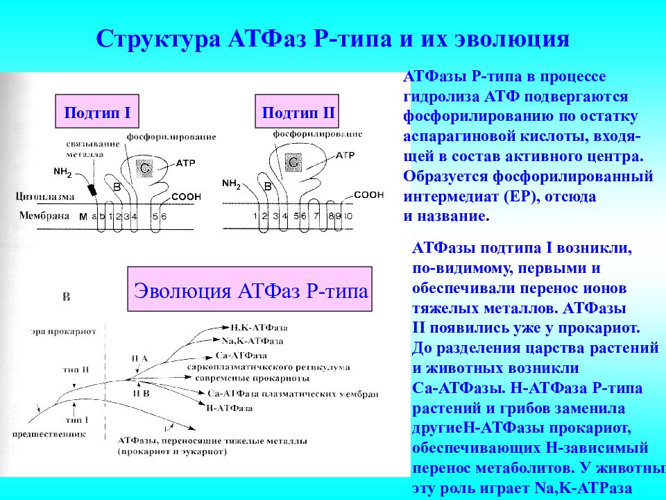 Виды фаз. АТФАЗЫ P V F. Структура АТФАЗЫ. АТФАЗЫ Р типа. Функция АТФАЗЫ.