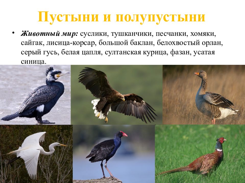 птицы пустыни. цепи питания пустыни и полупустыни. восточно-европейская растительный и животный мир. птицы пустыни и полупустыни россии. Bustard - дрофа африка.