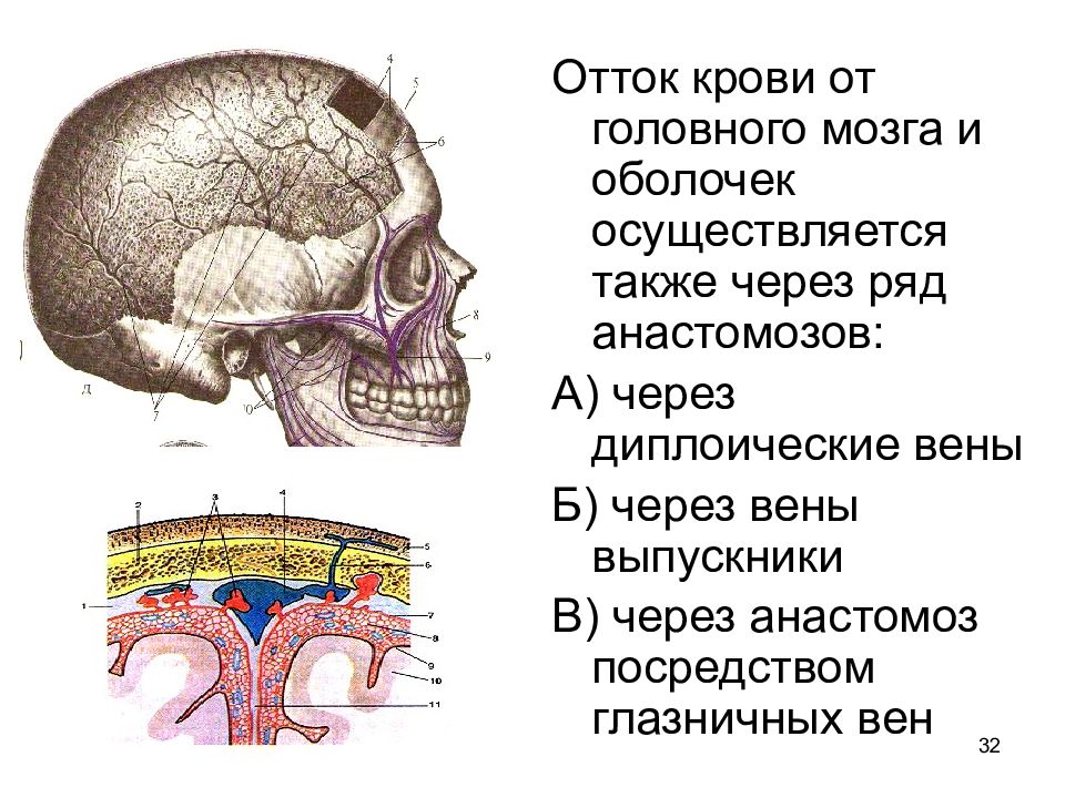 Отток крови от головного мозга. Лобная эмиссарная Вена. Пути оттока крови из полости черепа. Диплоические вены костей свода черепа. Оболочки мозга и диплоические вены.