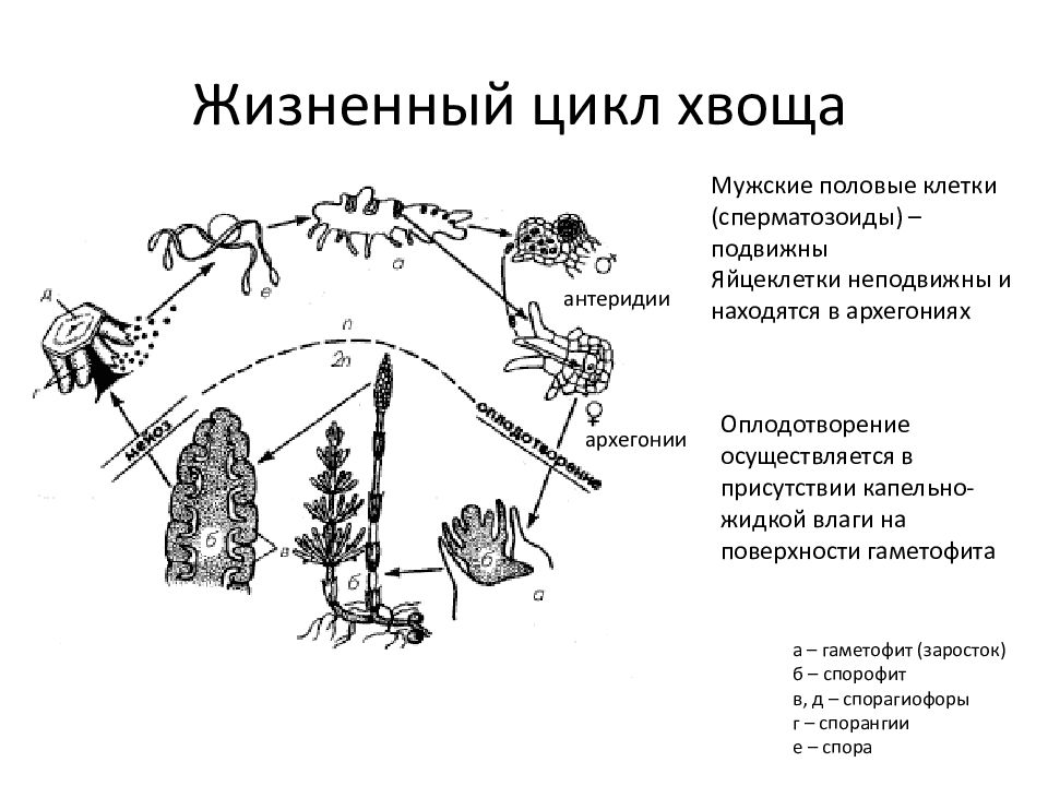 Рассмотрите схему жизненного цикла хвоща установите соответствие между характеристиками и стадиями