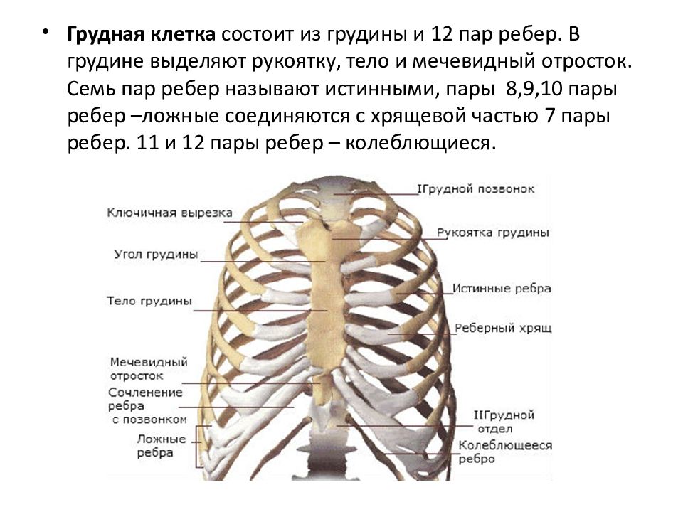 Сколько пар ребер