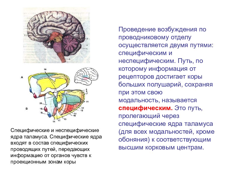 Проводящие пути сенсорной системы