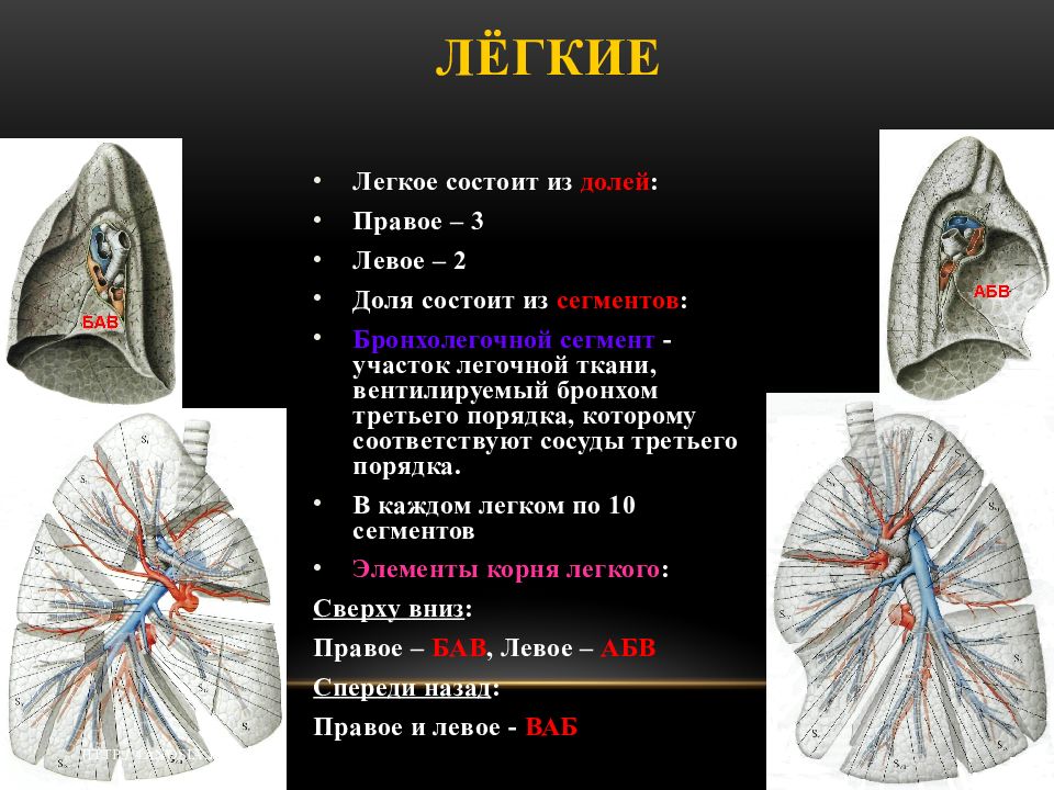 Какая ткань в легких. Правое легкое состоит из долей. Легкое состоит из. Левое легкое состоит из долей.