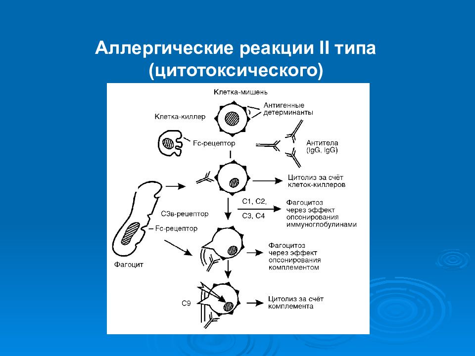 Типы аллергических реакций схема