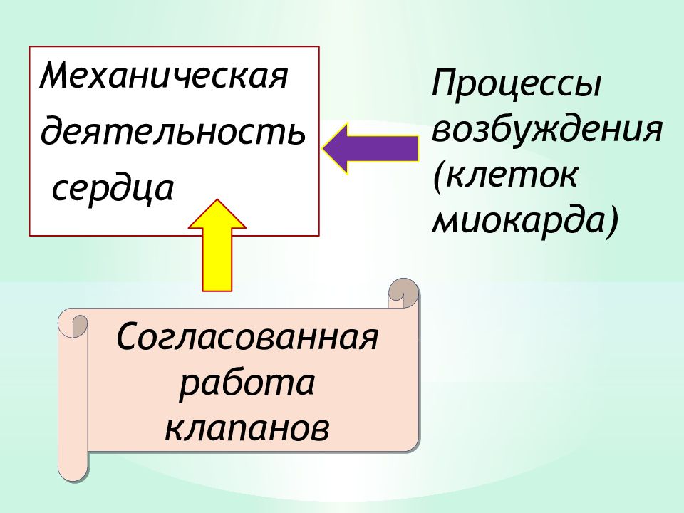 Механика сердца презентация