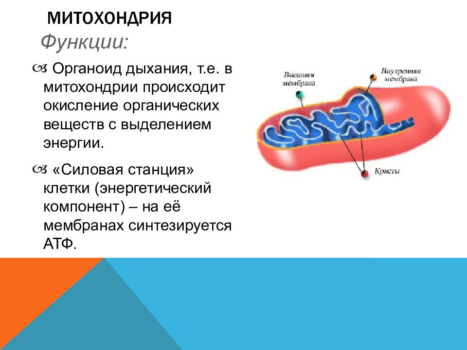 Функция митохондрии является. Митохондрия двумембранный органоид. Органоиды митохондрии строение и функции. Митохондрии строение органоида. Строение митохондрии кратко биология.