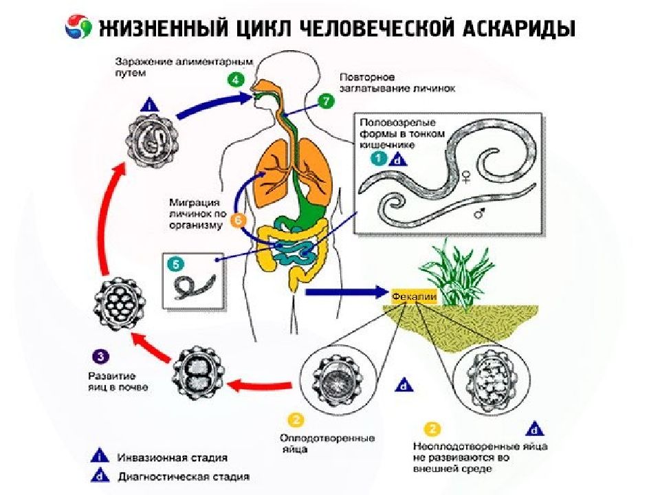 Схема жизненный цикл аскариды с подписями