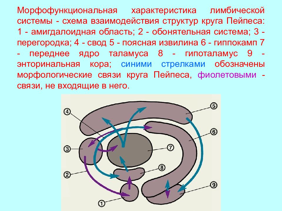 Схема лимбическая система