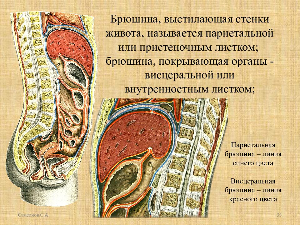 Брюшина. Париетальный листок брюшины. Париетальная и висцеральная брюшина. Брюшная полость париетальная брюшина. Париетальная стенка брюшина.