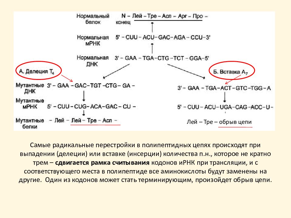 Нормальный конец. Лей АСП расщепление связи. Какой фермент расщепляет лей-АСП. Лей АСП связь. Изменения в кодонах происходят при:.