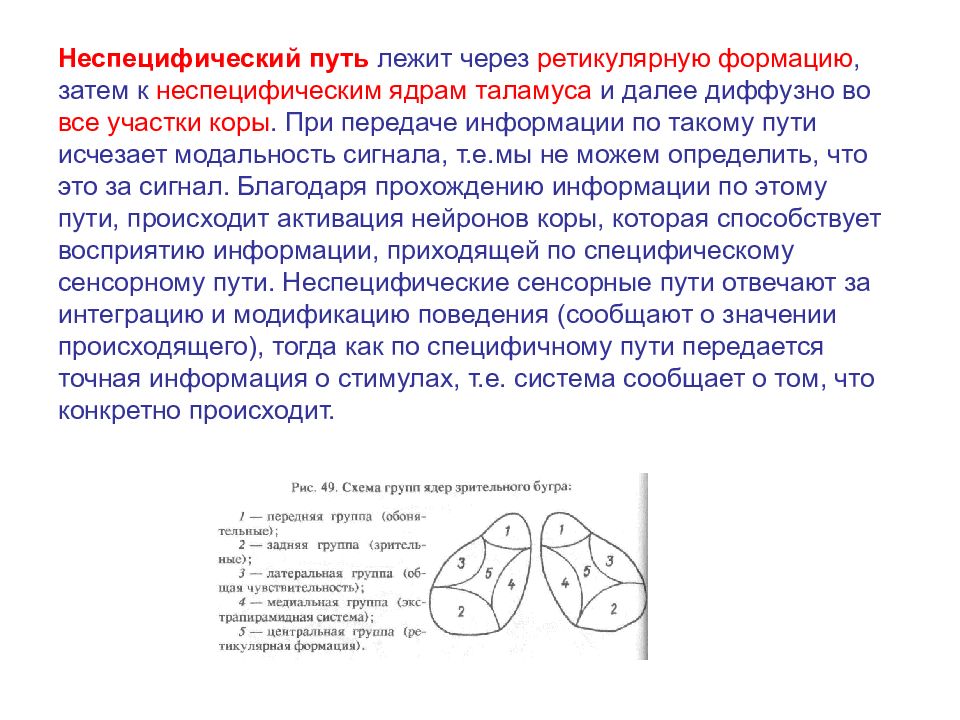 Путь лежит. Ретикулярные ядра таламуса. Неспецифические пути таламуса. Неспецифические ядра таламуса функции структура и функции. Неспецифические сенсорные пути.