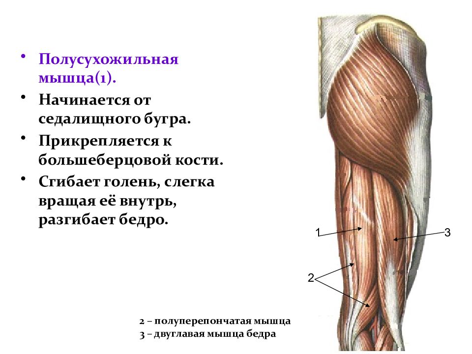 Мышцы бедра презентация