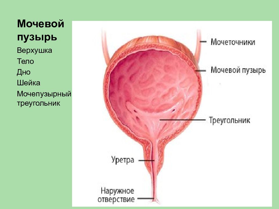 Анатомия мочевой пузырь картинка