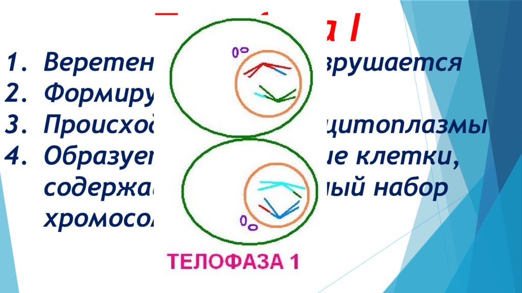 Телофаза мейоза 1. Телофаза i. Телофаза мейоза 1 набор. Телофаза мейоза 1 действие.