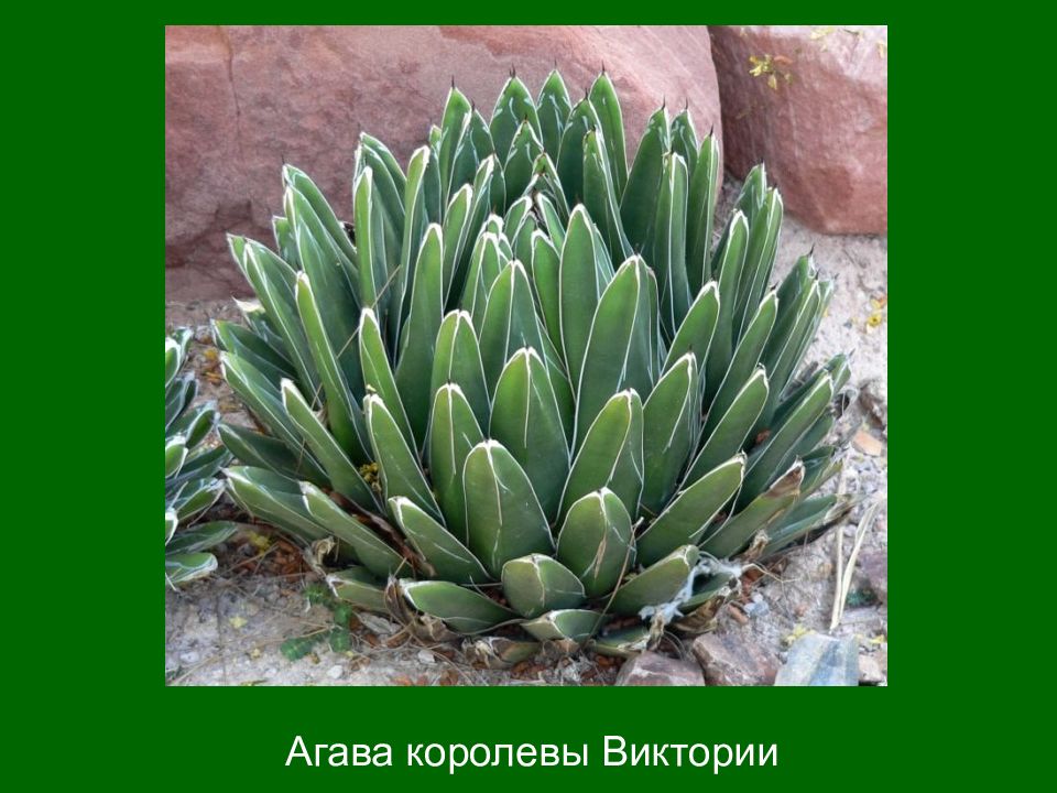 Агава Королевы Виктории Купить Семена