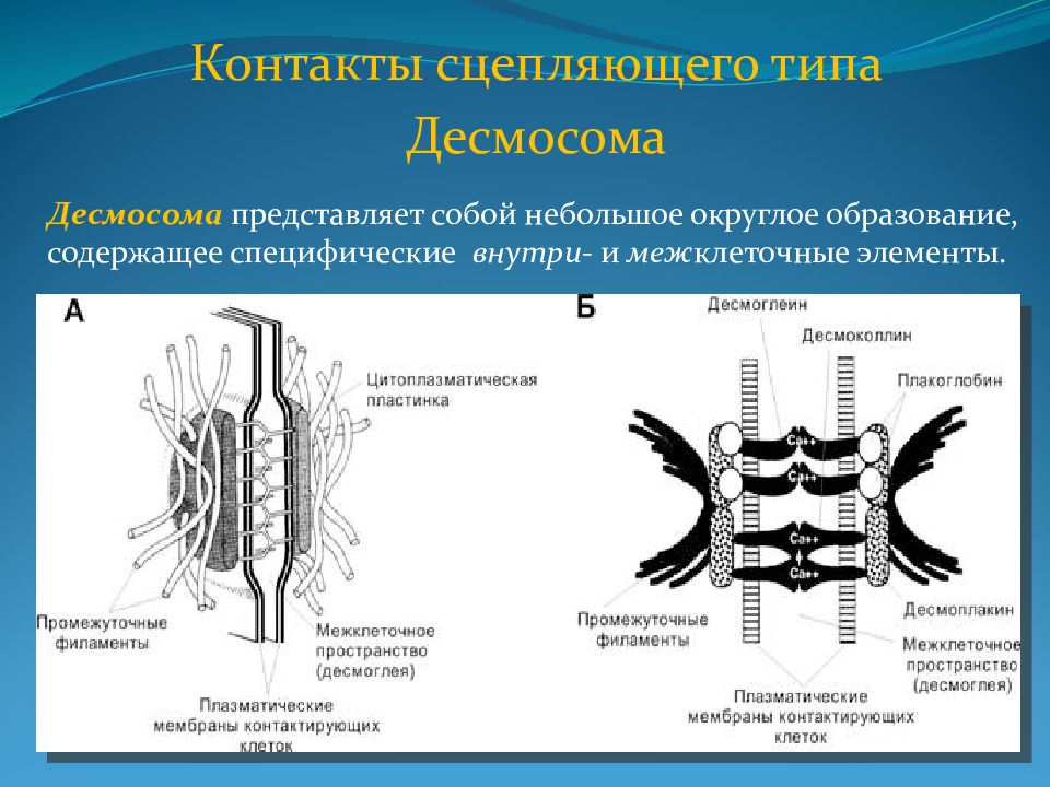 Рисунки в десмосе с формулами