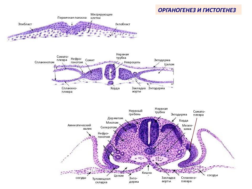 Эмбриогенез человека гистология презентация