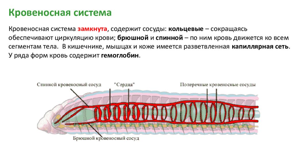 Спинно брюшном направлении. Кровеносная система кольчатых червей.