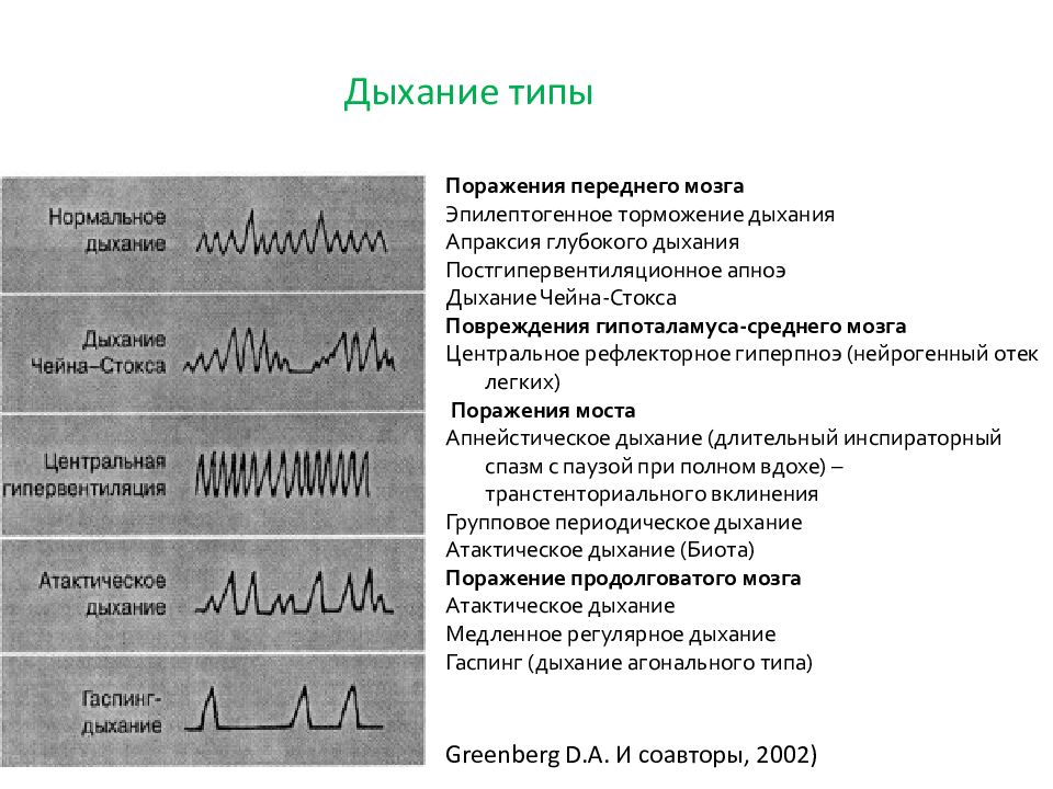 Назовите типы дыхания. Типы дыхания. Патологические типы дыхания. Гаспинг дыхание. Дыхание типа гаспинг.