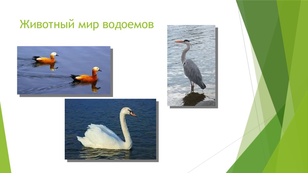 Животные родного края презентация. Морянка 2 класс животные родного края презентация. Назови мне несколько водоемов по всему миру на букву л. Сообщение многообразие животных в вашем крае Керчи