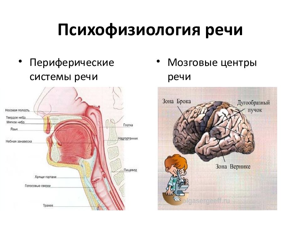 Психофизиология мышления презентация