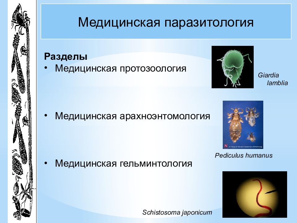 Медицинская паразитология презентация