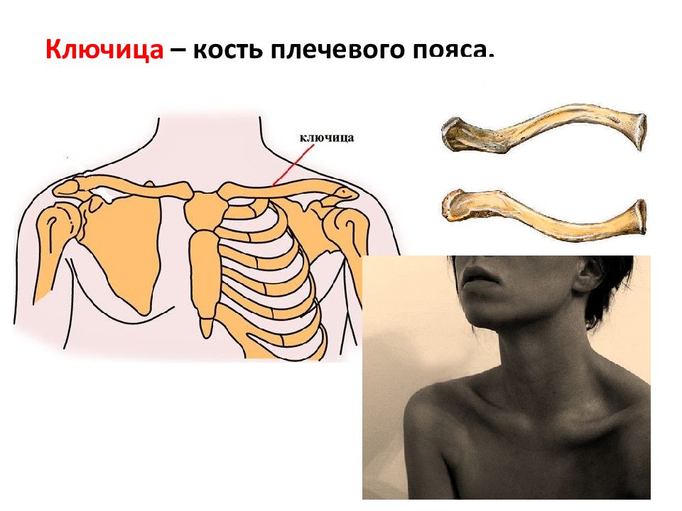 Под каким номером на рисунке обозначена ключица