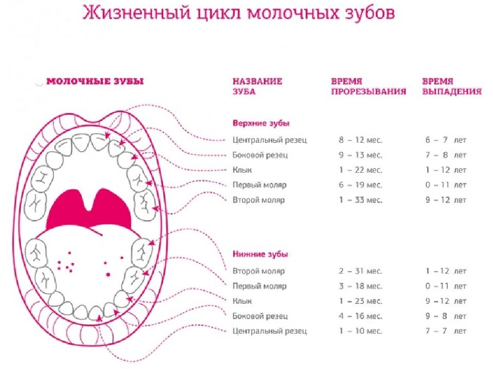 Температура на зубы у ребенка сколько. Схема прорезывания постоянных зубов у детей. Схема выпадения молочных зубов. Схема выпадения молочных зубов у детей 10 лет. Зубы у детей порядок выпадения прорезывания коренных.