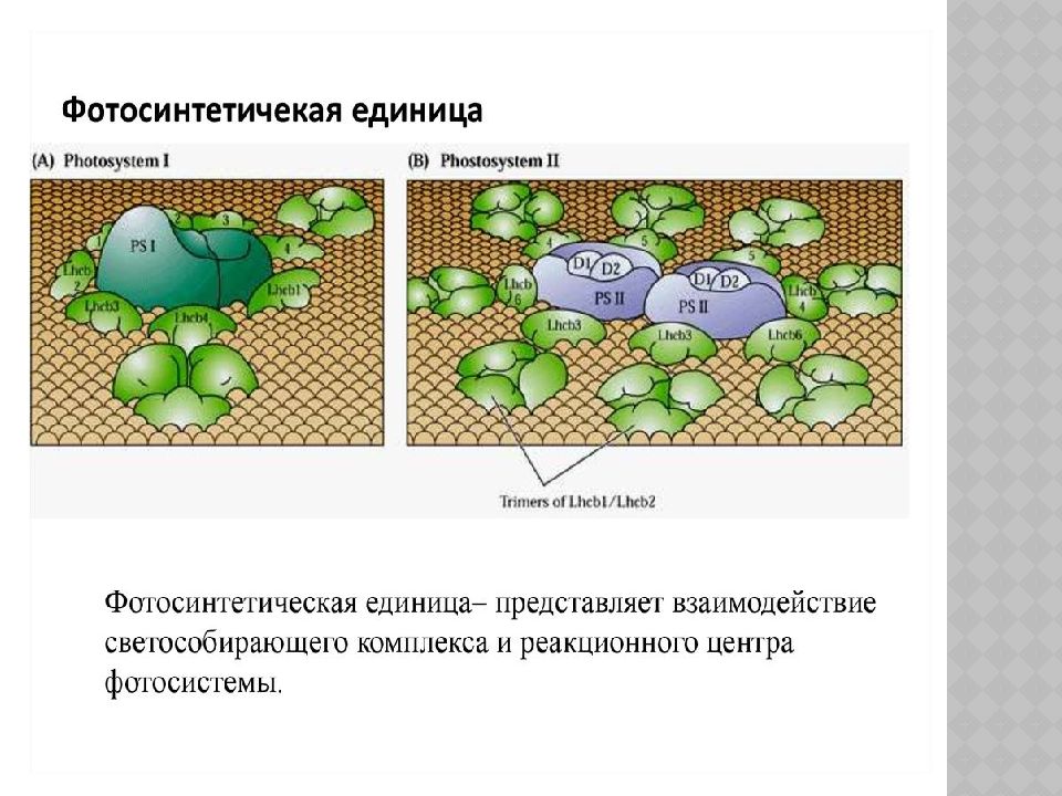 Фотосинтетические Пигменты Фотосинтетические Пигменты