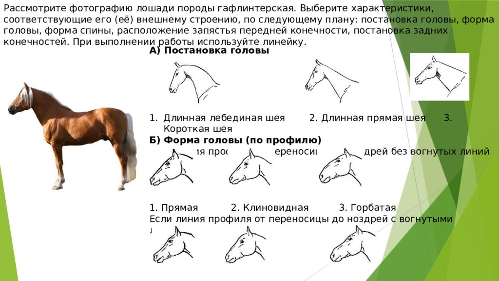 Задача про лошадей. Рассмотрите фотографию лошади. ОГЭ задание с лошадью. Лошадь ОГЭ по биологии. Внешнее строение лошади.