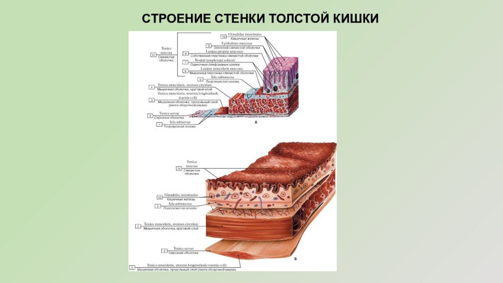 Особенности строения стенки. Строение стенки Толстого кишечника. Толстый кишечник строение стенки. Толстая кишка строение стенки. Строение стенки Толстого кишки.