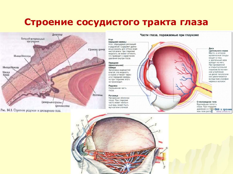 Презентация патология сосудистого тракта