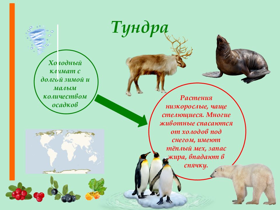 Презентация растения и животные. Растения и животные земли презентация. Какие животные спасаются от холода запасом жира. Тундра климат растения животные. План работе по теме растительный и животный мир земли.