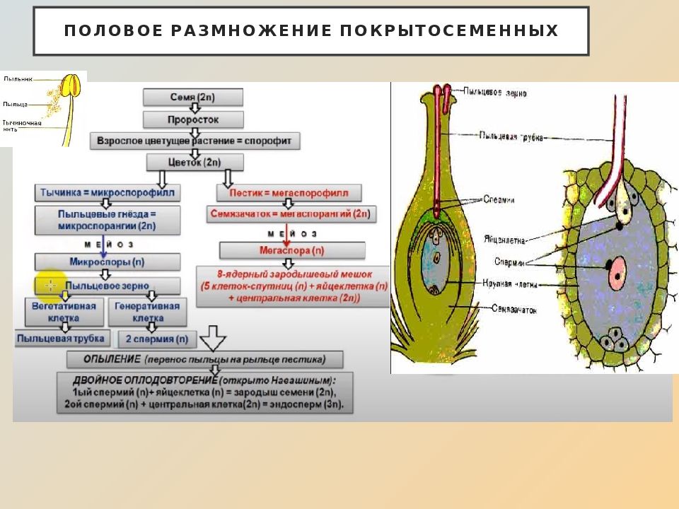 Жизненные циклы растений презентация