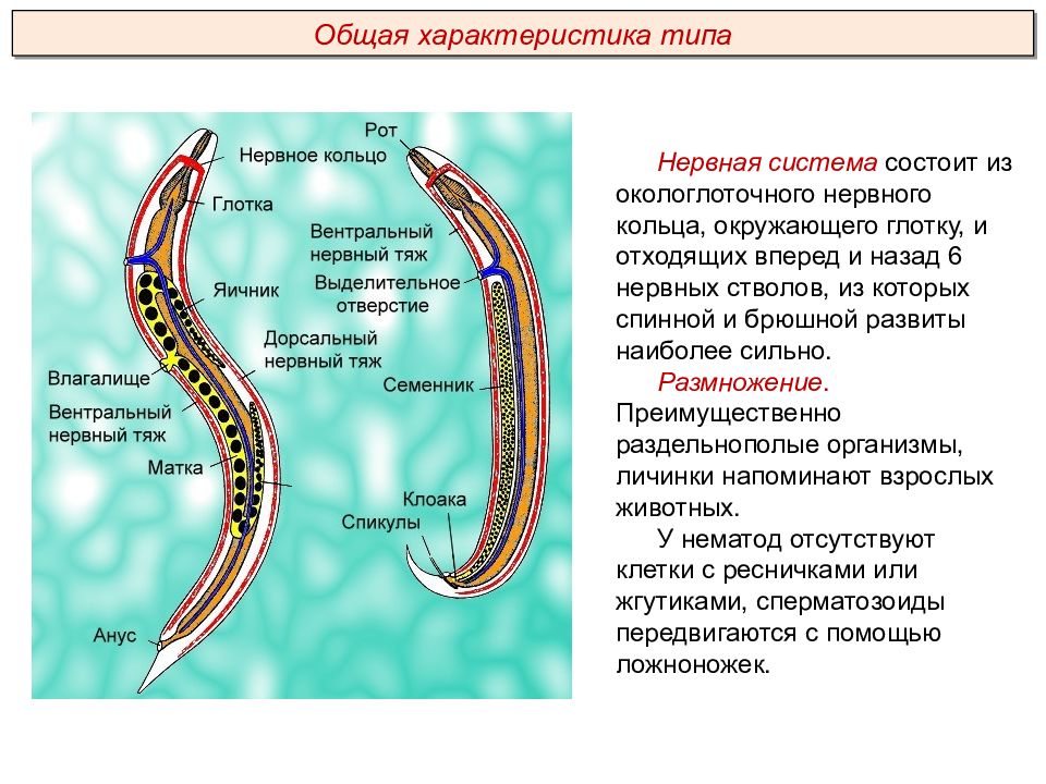 Особенности типа круглые черви. Nemathelminthes – круглые черви, класс Nematoda. Круглые черви форма тела. Тип круглые черви строение.