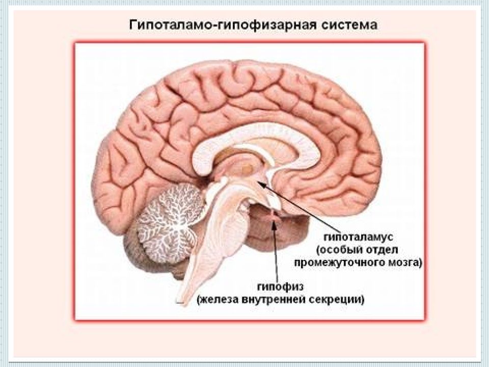 2 гипофиза. Головной мозг гипоталамус гипофиз. Гипофиз головного мозга рисунок. Гипоталамо-гипофизарная система. Гипофиз расположение.